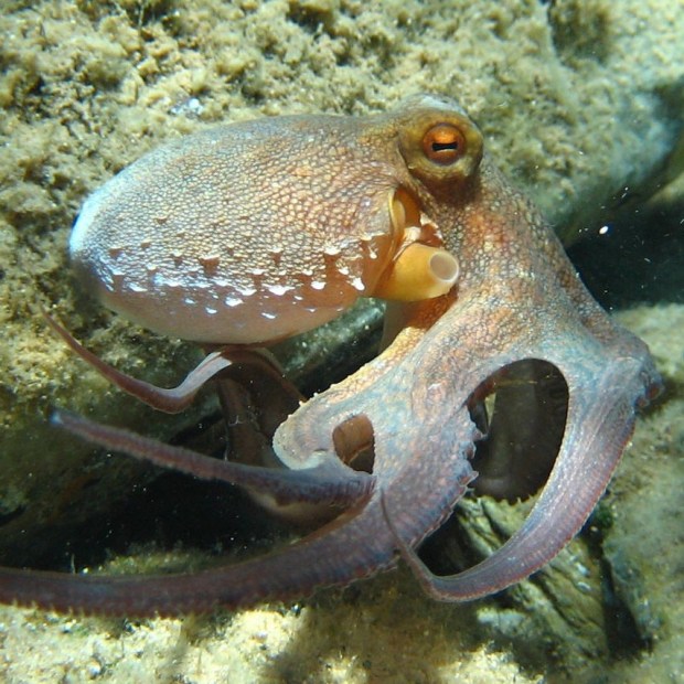 1280px-Octopus_vulgaris2
