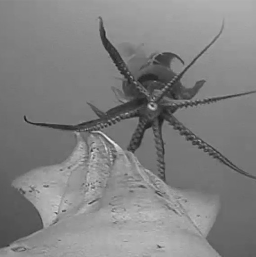 (Contributed -- National Geographic Remote Imaging)