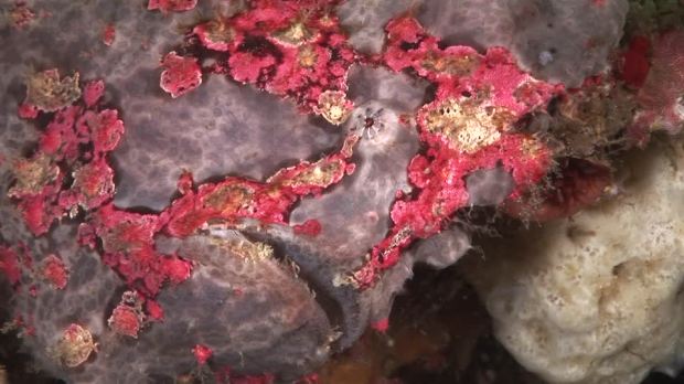 photo credit: http://footage.framepool.com