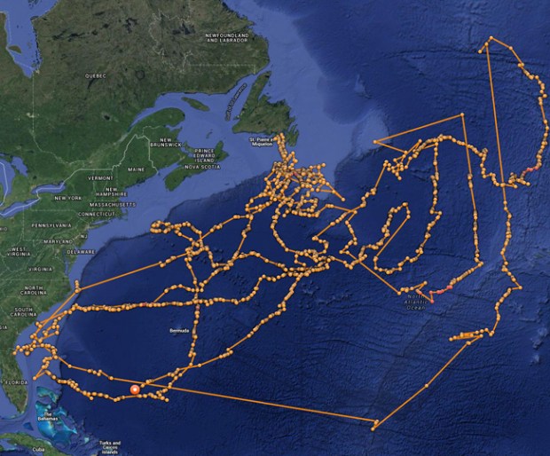 2am March 6th Tracking view. Photo courtesy of Ocearch