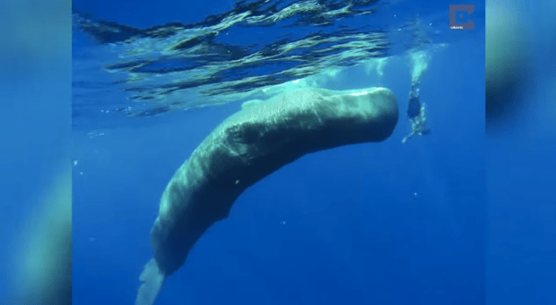 photo credit: CatersTV