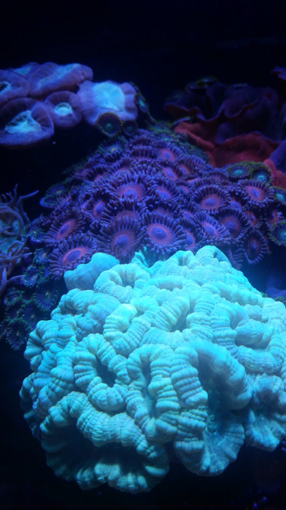 coral1