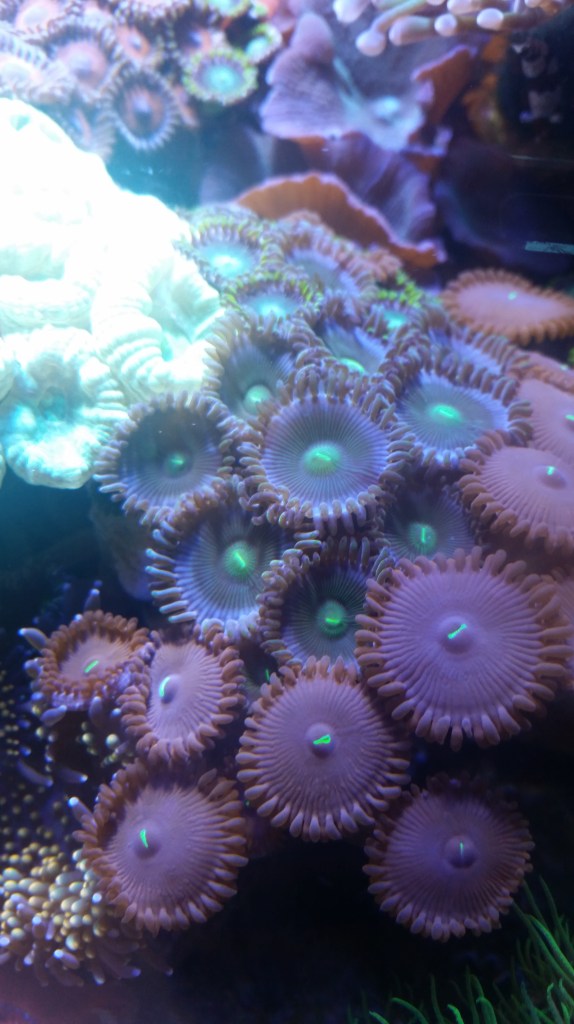 coral4